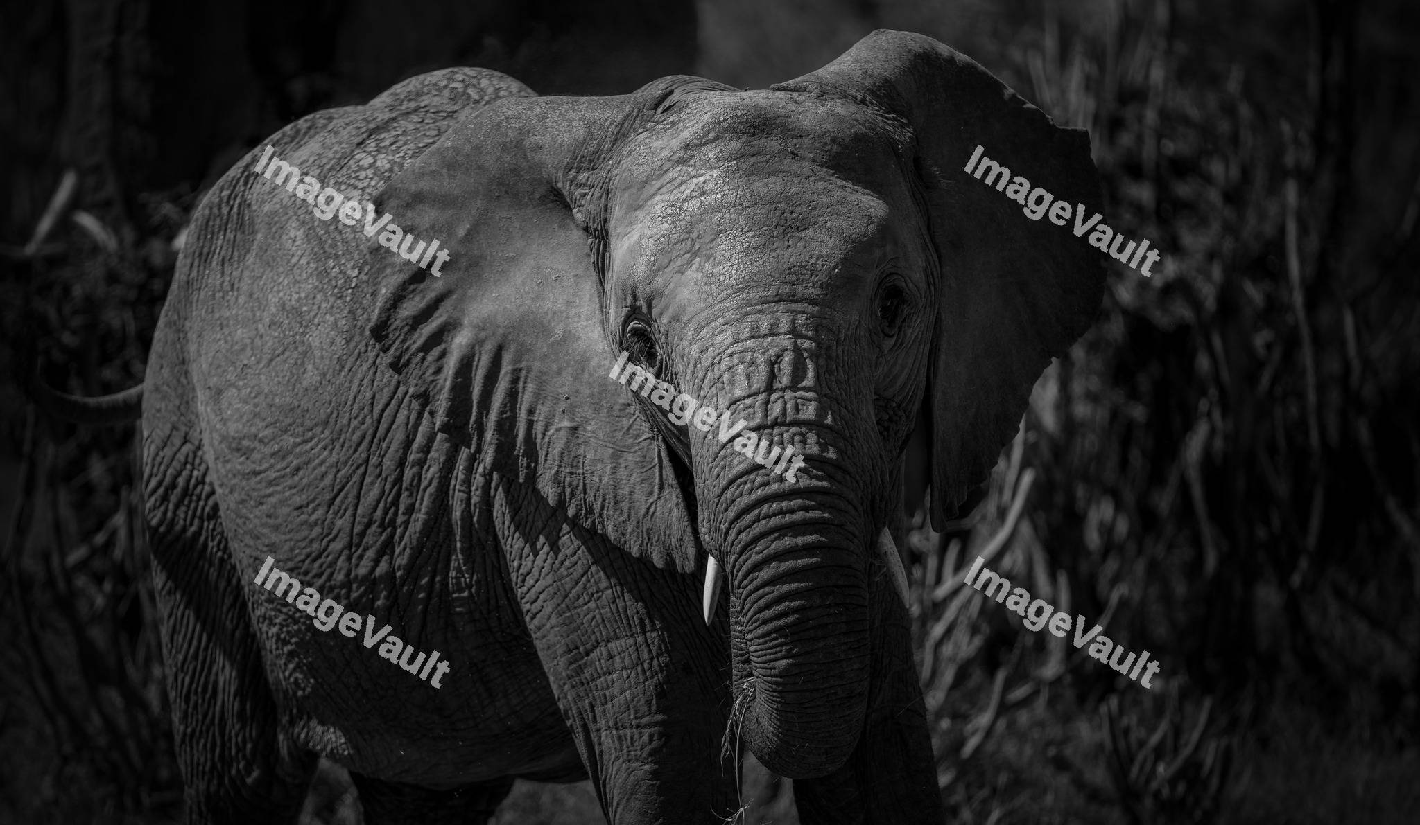 Close up of a Elephant